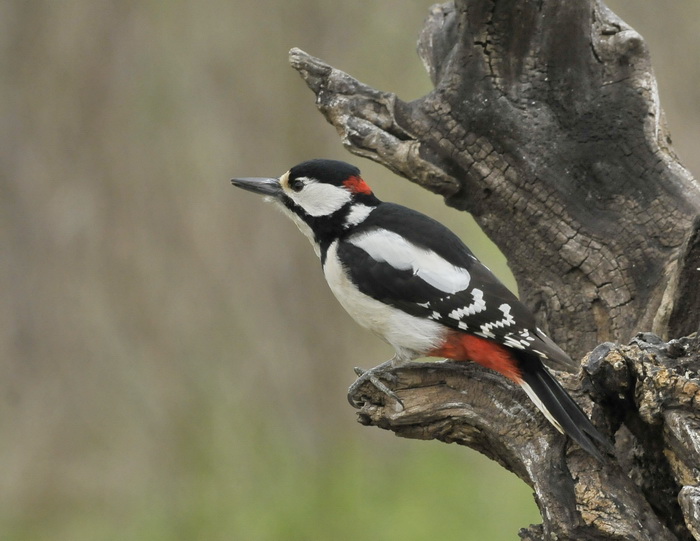 Picchio rosso maggiore - Dendrocopus major